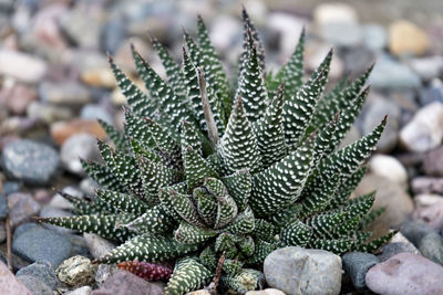 Close-up of succulent plant on field during winter