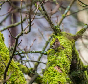 Close-up of bird perching on tree