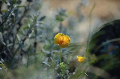 Close-up of yellow flowering plant on field