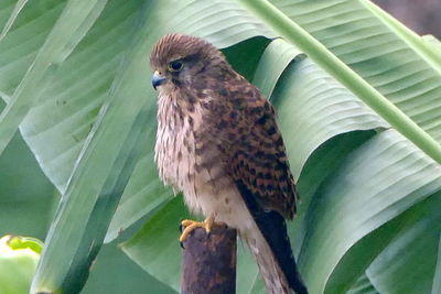 Close-up of eagle perching on leaf