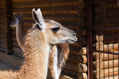  alpaca animals