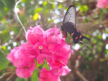 Close-up of butterfly pollinating flower