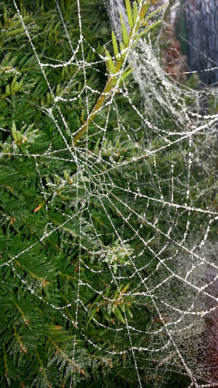 CLOSE-UP OF WATER DROPS ON SPIDER WEB