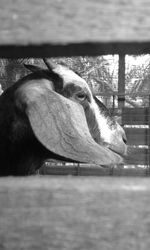 Close-up of horse
