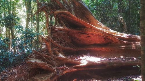 Close-up of tree roots in forest