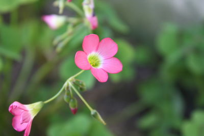 Close-up of pink flower blooming outdoors