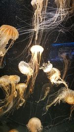 jellyfish