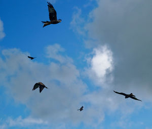 Low angle view of seagulls flying in sky