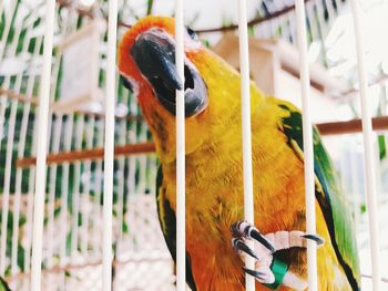 Close-up of parrot in cage