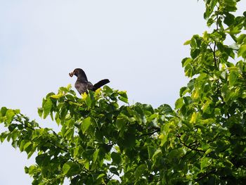 Low angle view of bird perching on tree