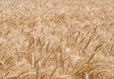 Full frame shot of wheat field