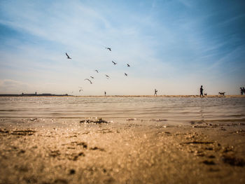 Flock of birds flying over beach