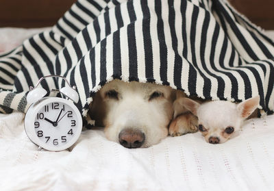 Close-up portrait of dogs by alarm clock on bed at home