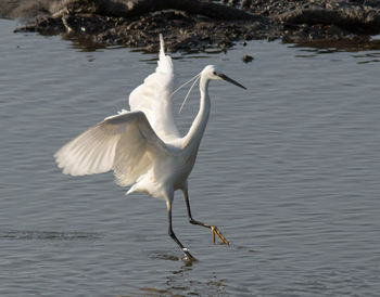 Bird flying over lake