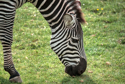 A close-up headshot of one of the zebras from the wild place project grazing on some grass