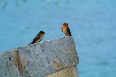 Birds standing on plank by the seashore.