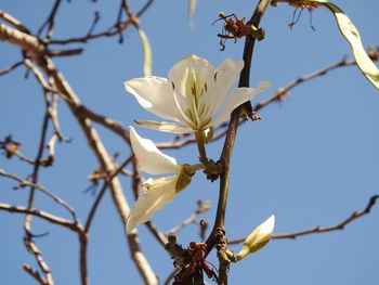 Low angle view of cherry blossoms against sky