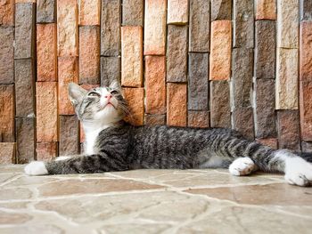 Cat sleeping against wall