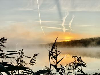 Silhouette plants against sky during sunset