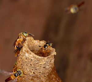 Close-up of bee on leaf