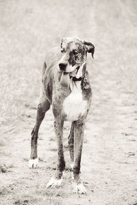 Dog standing on field