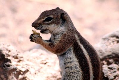 Close-up of chipmunk feeding on field