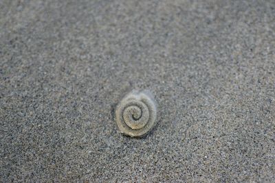 Close-up of shell on sand