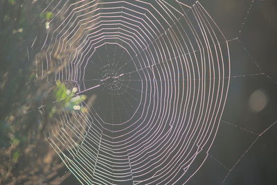 Close-up of spider web