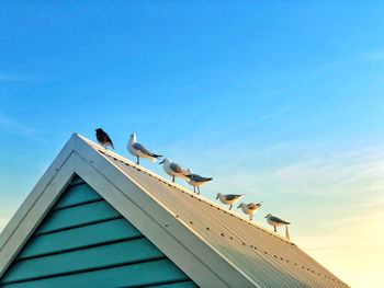 Low angle view of seagulls perching on building roof