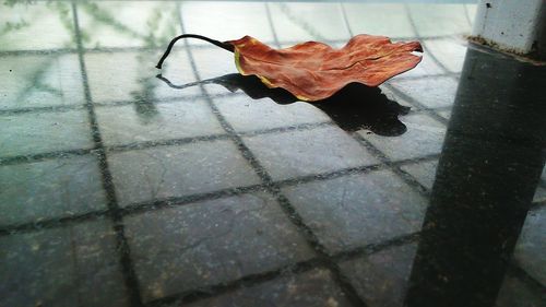 Close-up of autumn leaf