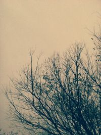 Bare trees against sky