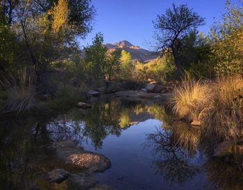 Reflection of trees in water