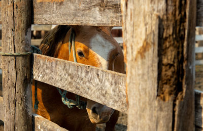 Horse behind wooden fence and looking out. concept of limitation, confinement, isolation, capture.