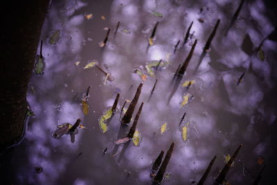 Full frame shot of wet plants