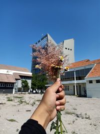 A flowers and buildings