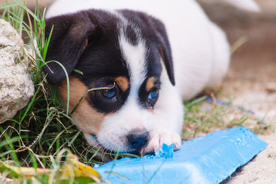 Close-up portrait of puppy on field