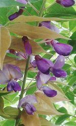 Close-up of purple flowers