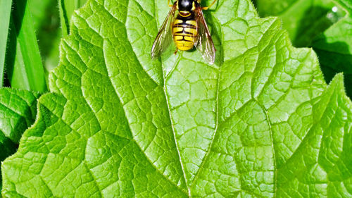 Close-up of insect on leaf