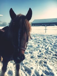 Horse standing on snow covered field against sky