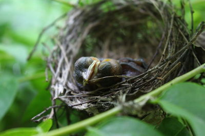 High angle view of young birds sleeping in nest