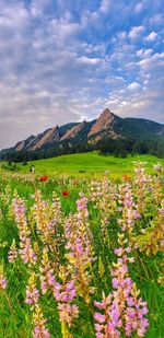 Scenic view of flowering plants on field against sky