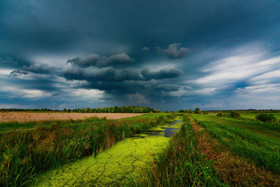 Scenic view of agricultural field against sky