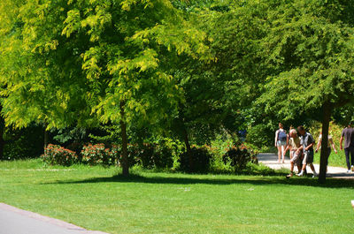 Trees in park