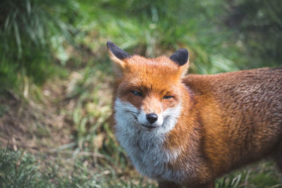 Close-up portrait of a rabbit on field