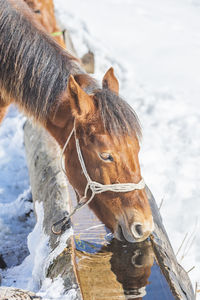 Horse standing on snow covered land