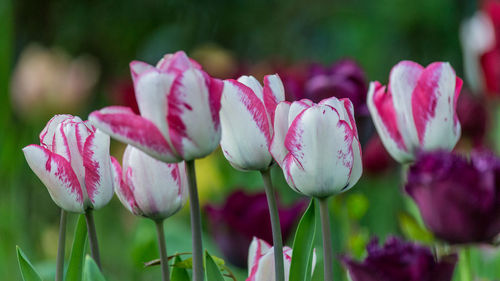 Close-up of pink flowers blooming outdoors