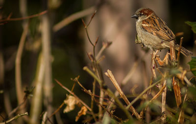 Close-up of bird perching outdoors