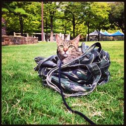 Trees on grassy field