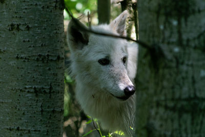 Close-up of a dog on tree trunk