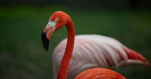 Close-up of flamingo